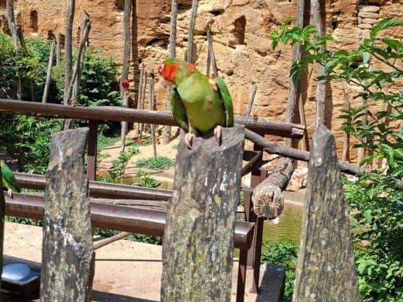 Bioparc de Doué la fontaine