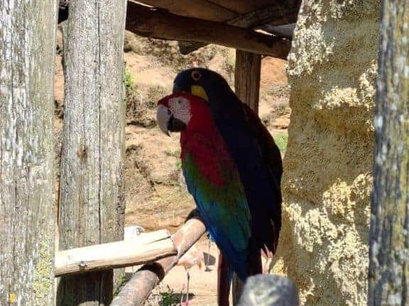 Bioparc de Doué la fontaine