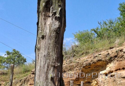 Bioparc de Doué la fontaine