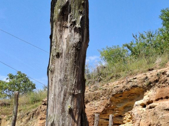 Bioparc de Doué la fontaine