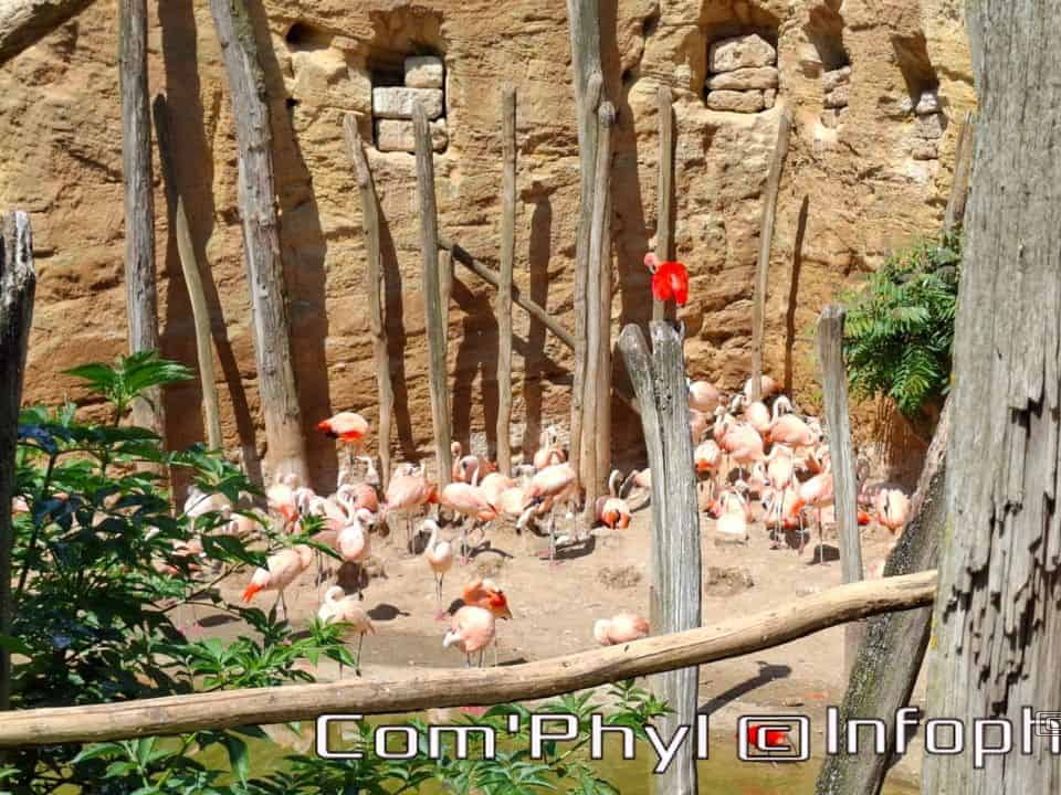 Bioparc de Doué la fontaine