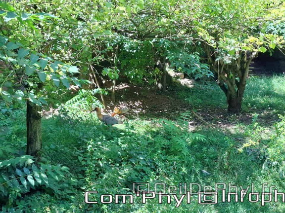 Bioparc de Doué la fontaine