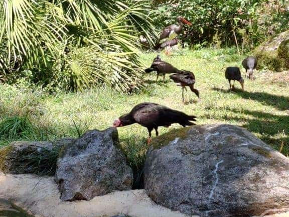 Bioparc de Doué la fontaine