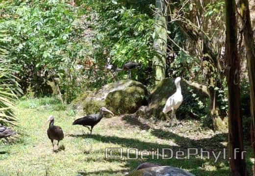 Bioparc de Doué la fontaine