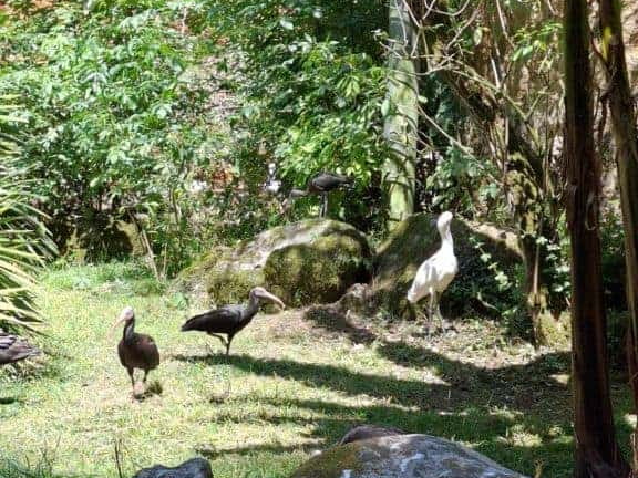 Bioparc de Doué la fontaine
