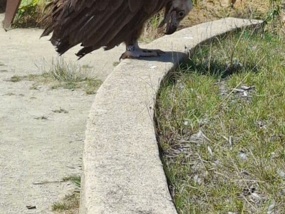 Bioparc de Doué la fontaine