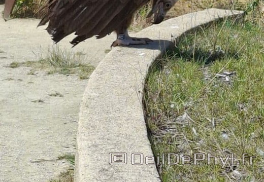 Bioparc de Doué la fontaine