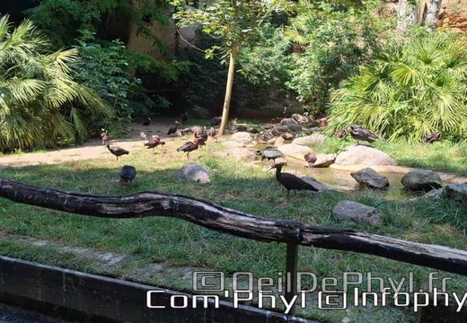 Bioparc de Doué la fontaine