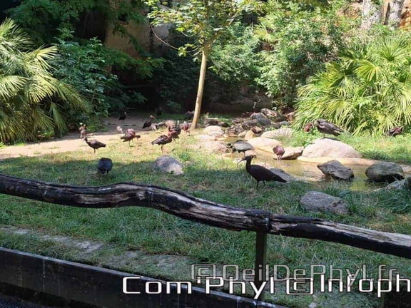 Bioparc de Doué la fontaine