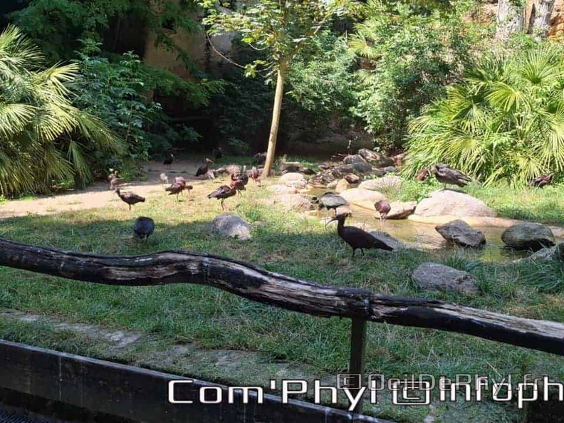 Bioparc de Doué la fontaine