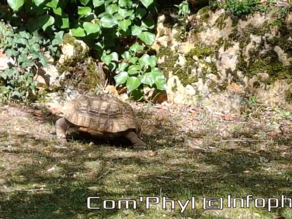 Bioparc de Doué la fontaine