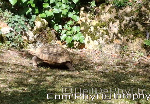 Bioparc de Doué la fontaine