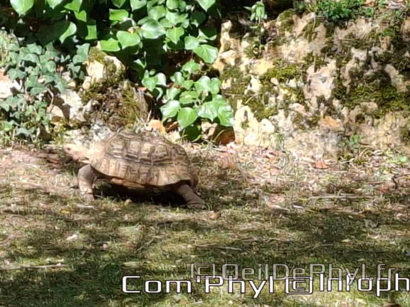 Bioparc de Doué la fontaine