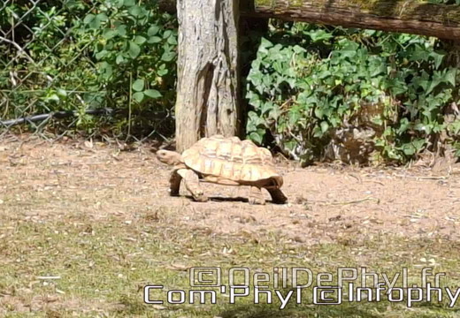 Bioparc de Doué la fontaine