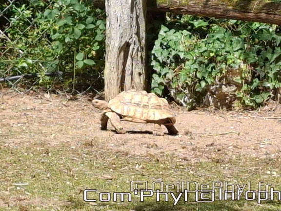 Bioparc de Doué la fontaine