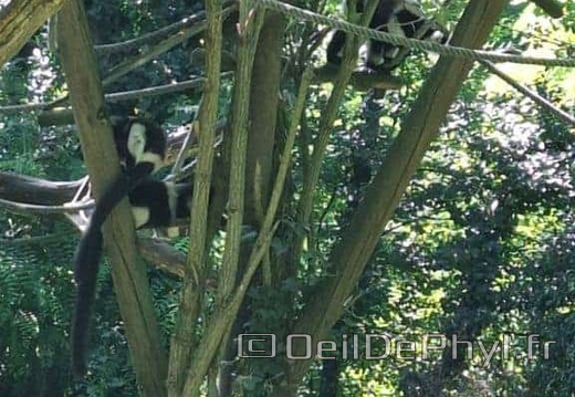 Bioparc de Doué la fontaine