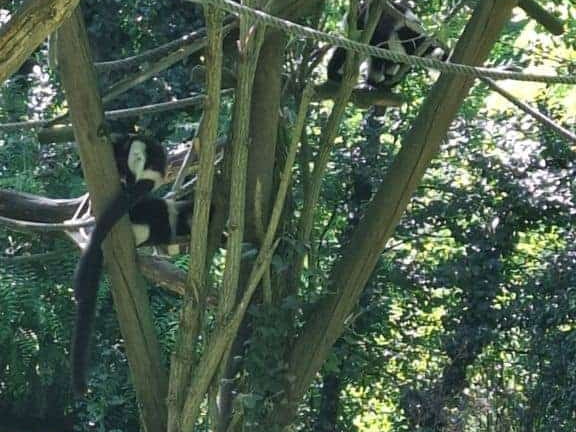 Bioparc de Doué la fontaine