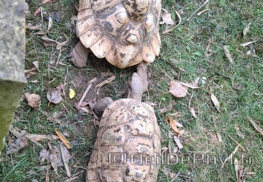 Bioparc de Doué la fontaine