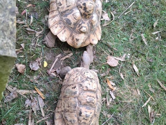 Bioparc de Doué la fontaine