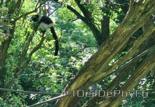 Bioparc de Doué la fontaine