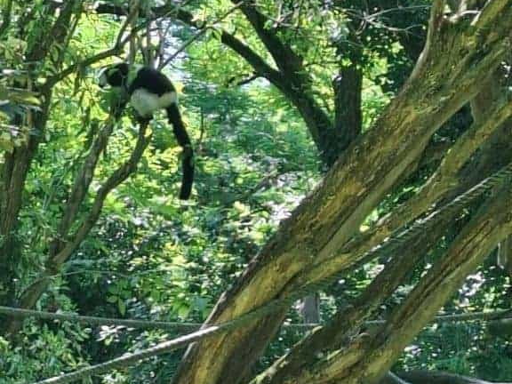 Bioparc de Doué la fontaine