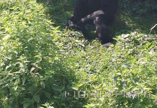 Bioparc de Doué la fontaine