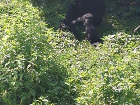 Bioparc de Doué la fontaine