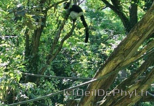 Bioparc de Doué la fontaine