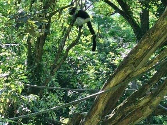 Bioparc de Doué la fontaine