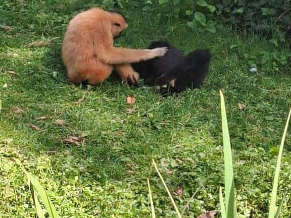 Bioparc de Doué la fontaine