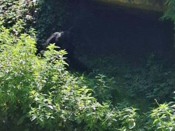 Bioparc de Doué la fontaine