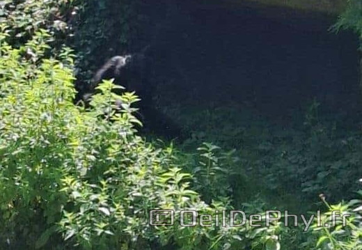Bioparc de Doué la fontaine