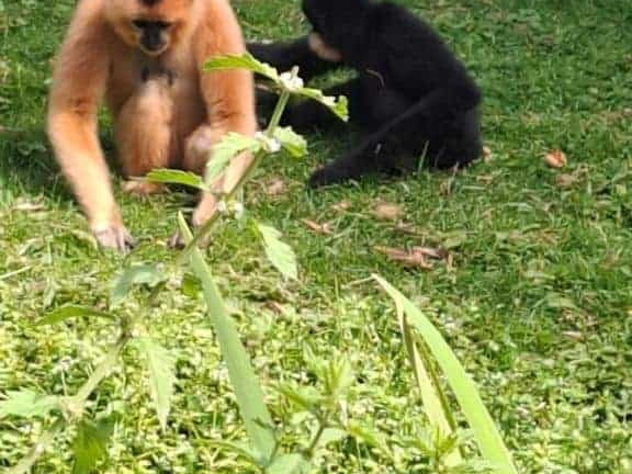 Bioparc de Doué la fontaine