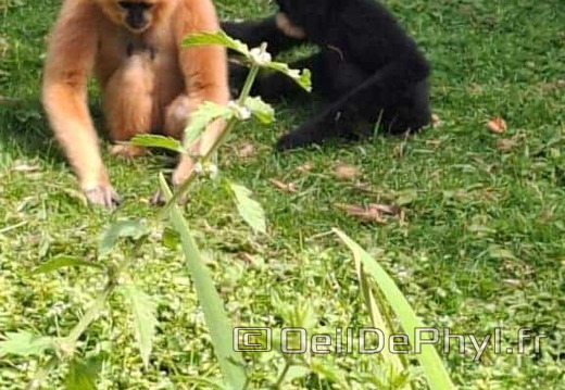 Bioparc de Doué la fontaine