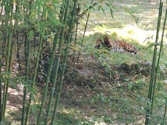 Bioparc de Doué la fontaine