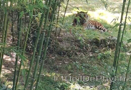 Bioparc de Doué la fontaine