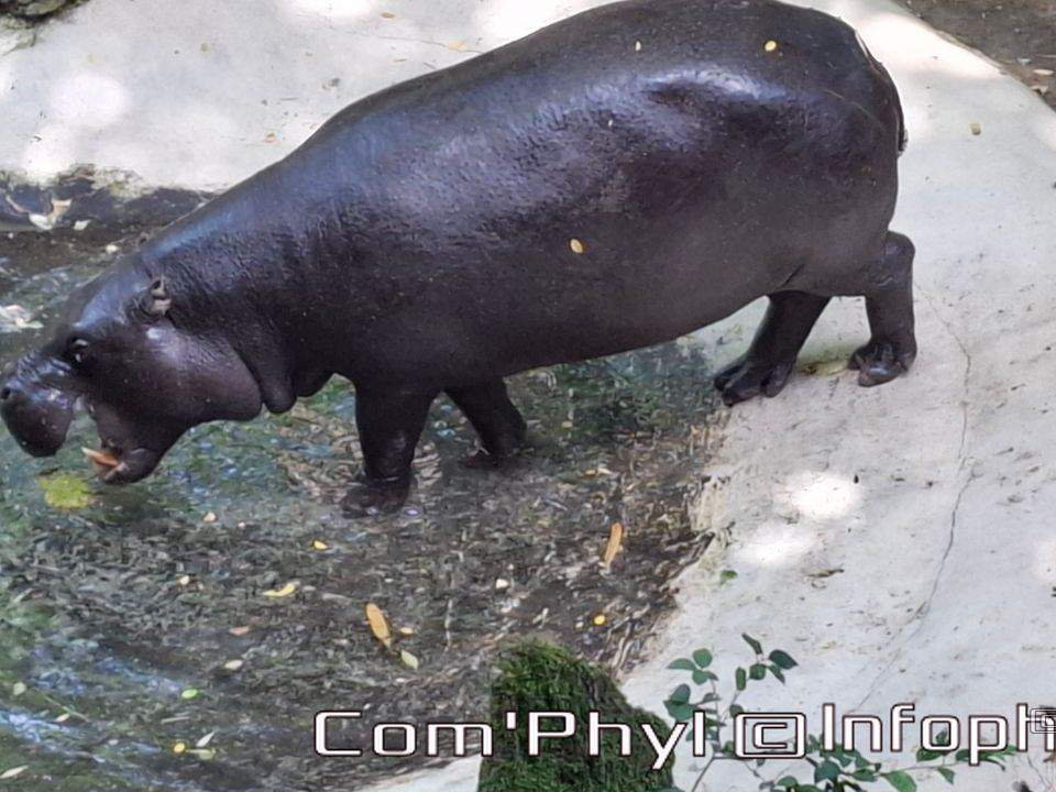 Bioparc de Doué la fontaine