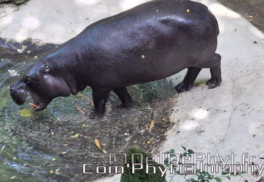 Bioparc de Doué la fontaine