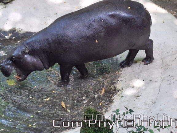 Bioparc de Doué la fontaine