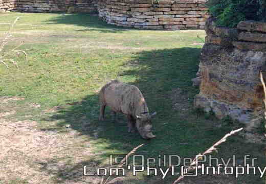 Bioparc de Doué la fontaine