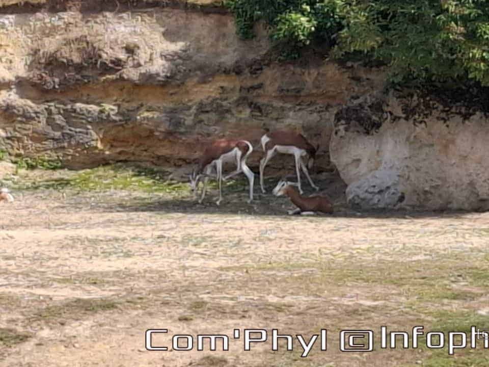 Bioparc de Doué la fontaine