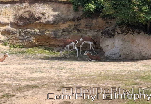Bioparc de Doué la fontaine