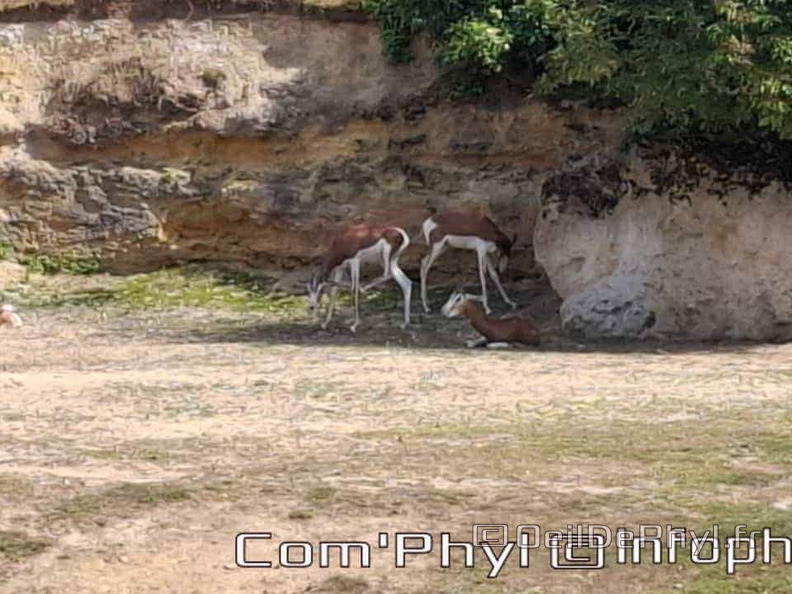 Bioparc de Doué la fontaine