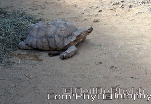 Bioparc de Doué la fontaine