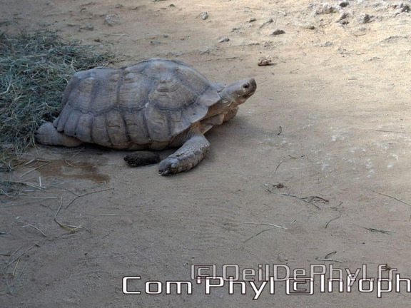 Bioparc de Doué la fontaine