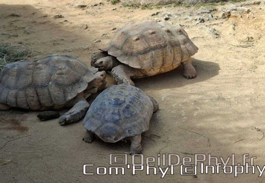 Bioparc de Doué la fontaine