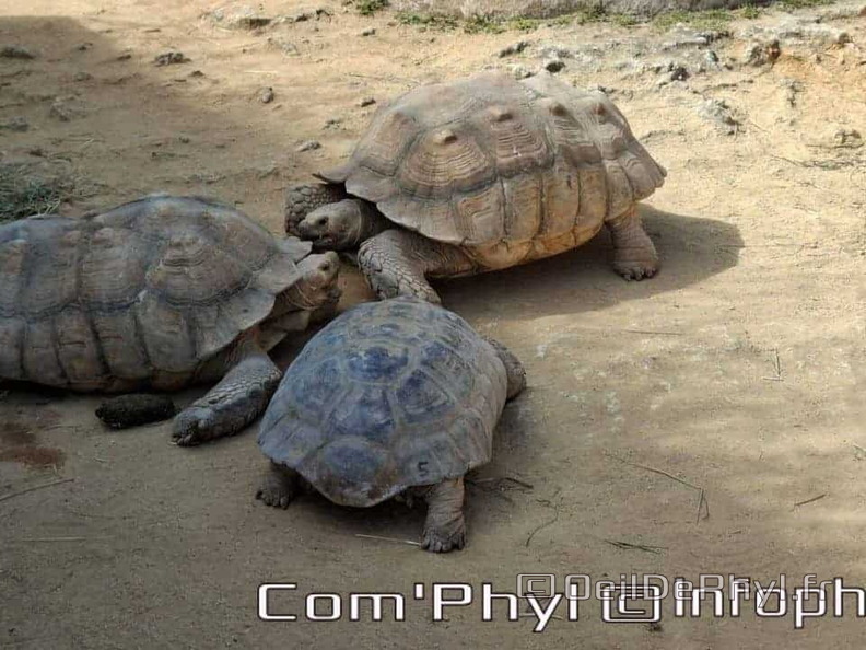 Bioparc de Doué la fontaine