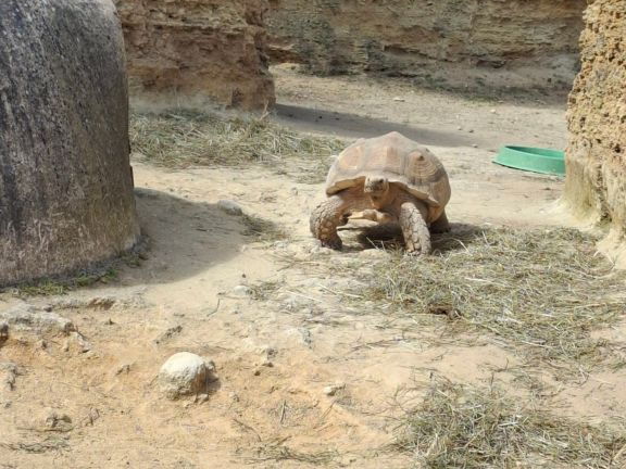 Bioparc de Doué la fontaine