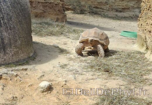 Bioparc de Doué la fontaine