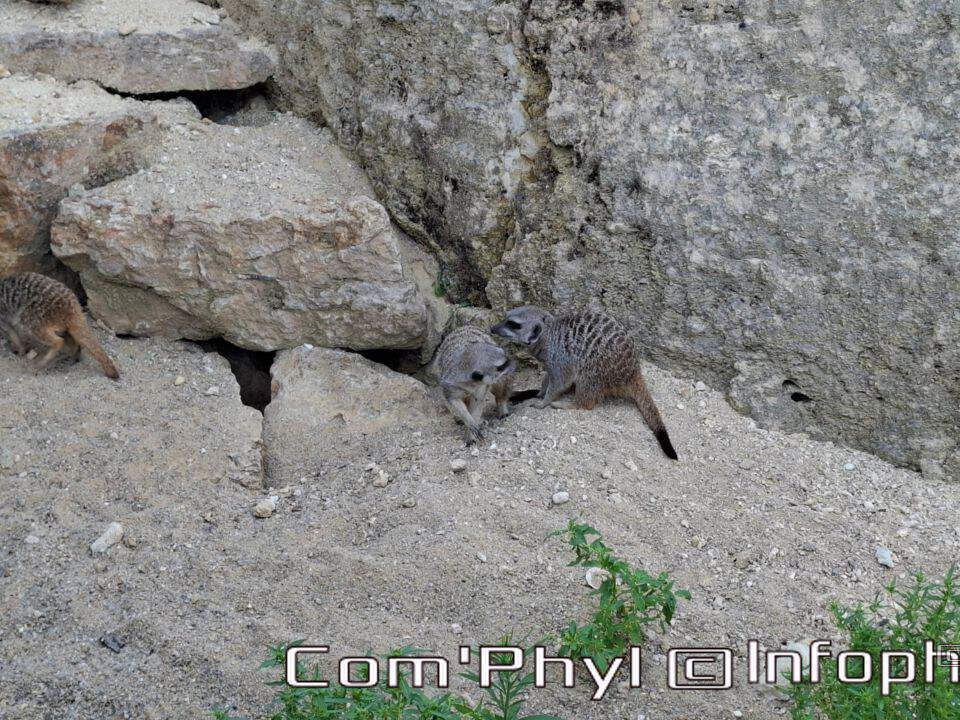 Bioparc de Doué la fontaine